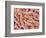 Human Placenta-Micro Discovery-Framed Photographic Print