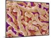 Human Placenta-Micro Discovery-Mounted Photographic Print