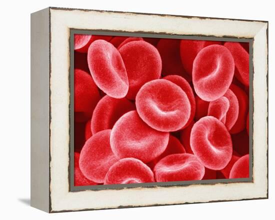 Human Red Blood Cells-Micro Discovery-Framed Premier Image Canvas