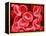 Human Red Blood Cells-Micro Discovery-Framed Premier Image Canvas