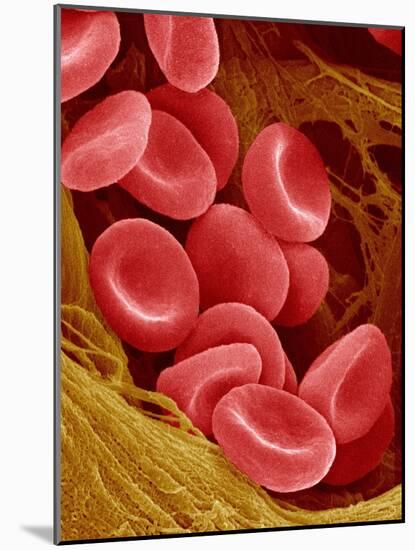 Human Red Blood Cells-Micro Discovery-Mounted Photographic Print