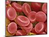 Human Red Blood Cells-Micro Discovery-Mounted Photographic Print