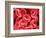 Human Red Blood Cells-Micro Discovery-Framed Photographic Print