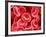 Human Red Blood Cells-Micro Discovery-Framed Photographic Print