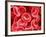 Human Red Blood Cells-Micro Discovery-Framed Photographic Print