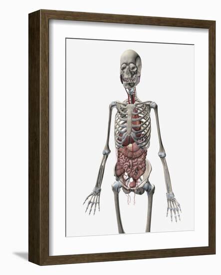 Human Skeletal System with Organs of the Digestive System Visible-Stocktrek Images-Framed Art Print