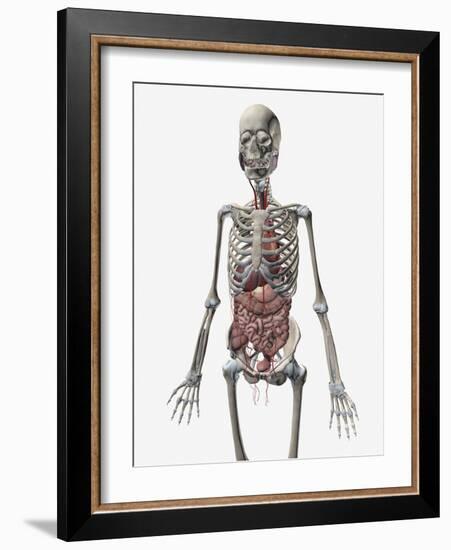 Human Skeletal System with Organs of the Digestive System Visible-Stocktrek Images-Framed Art Print