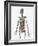 Human Skeletal System with Organs of the Digestive System Visible-Stocktrek Images-Framed Art Print