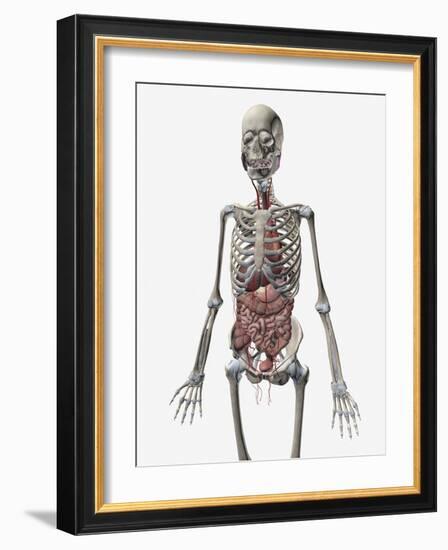 Human Skeletal System with Organs of the Digestive System Visible-Stocktrek Images-Framed Art Print