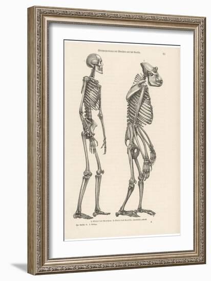 Human Skeleton Compared with That of a Gorilla-null-Framed Photographic Print