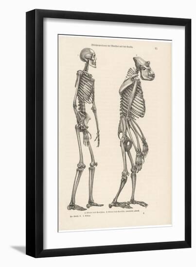 Human Skeleton Compared with That of a Gorilla-null-Framed Photographic Print