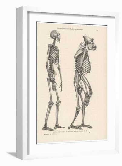 Human Skeleton Compared with That of a Gorilla-null-Framed Photographic Print