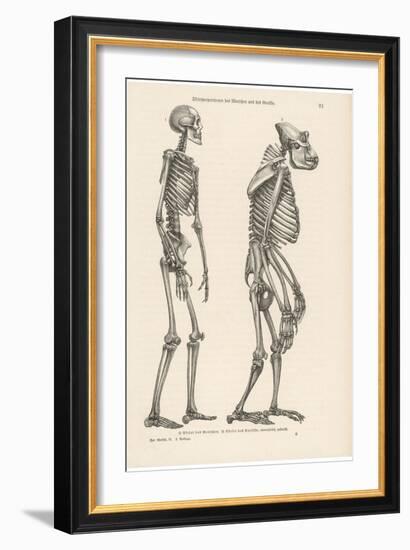 Human Skeleton Compared with That of a Gorilla-null-Framed Photographic Print