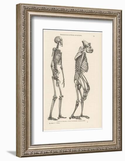 Human Skeleton Compared with That of a Gorilla--Framed Photographic Print