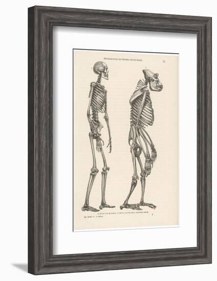 Human Skeleton Compared with That of a Gorilla-null-Framed Photographic Print