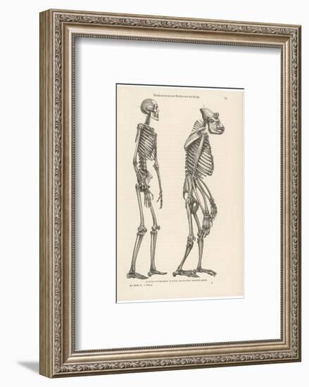 Human Skeleton Compared with That of a Gorilla-null-Framed Photographic Print