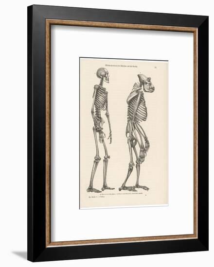 Human Skeleton Compared with That of a Gorilla-null-Framed Photographic Print