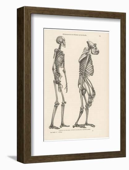 Human Skeleton Compared with That of a Gorilla-null-Framed Photographic Print