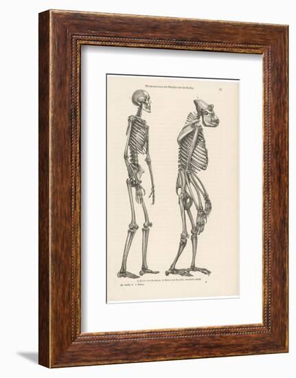 Human Skeleton Compared with That of a Gorilla-null-Framed Photographic Print