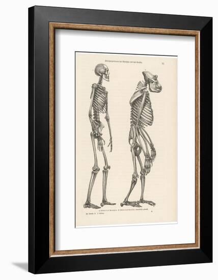 Human Skeleton Compared with That of a Gorilla-null-Framed Photographic Print