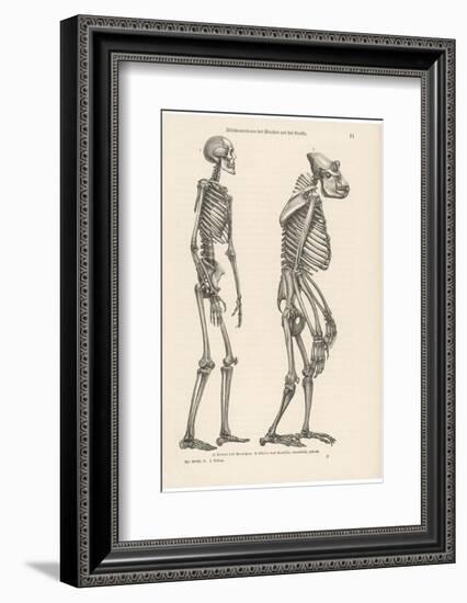 Human Skeleton Compared with That of a Gorilla-null-Framed Photographic Print