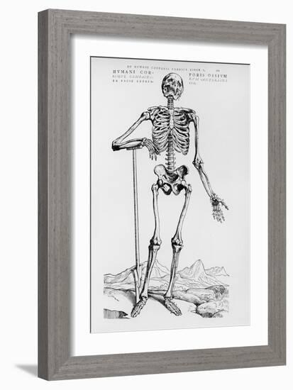 Human Skeleton (Print)-Andreas Vesalius-Framed Giclee Print