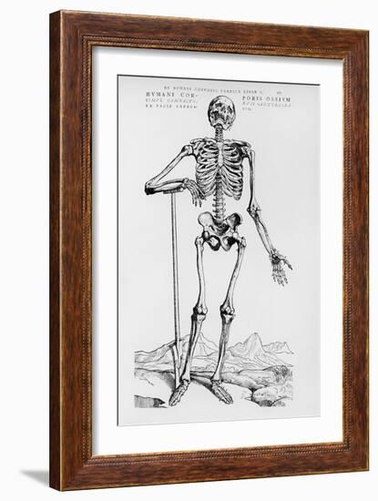 Human Skeleton (Print)-Andreas Vesalius-Framed Giclee Print