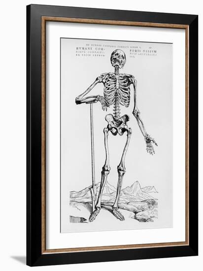 Human Skeleton (Print)-Andreas Vesalius-Framed Giclee Print