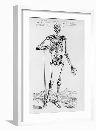 Human Skeleton (Print)-Andreas Vesalius-Framed Giclee Print