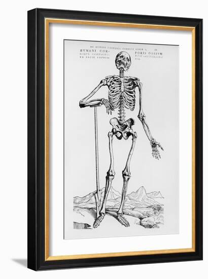 Human Skeleton (Print)-Andreas Vesalius-Framed Giclee Print