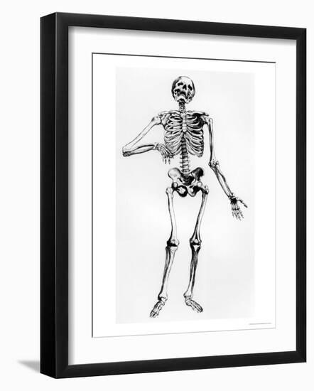 Human Skeleton-Andreas Vesalius-Framed Giclee Print