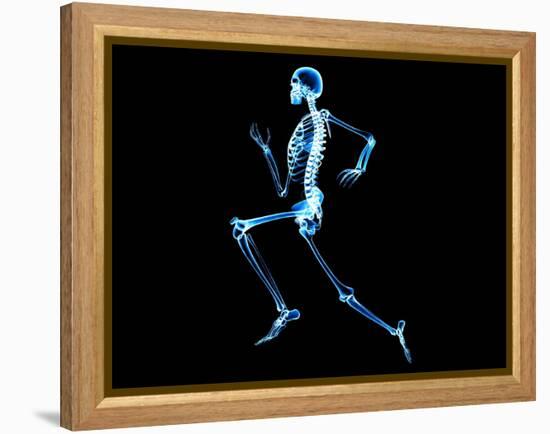Human Skeleton-PASIEKA-Framed Premier Image Canvas