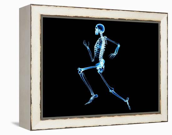 Human Skeleton-PASIEKA-Framed Premier Image Canvas