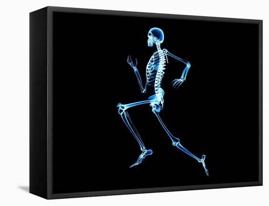 Human Skeleton-PASIEKA-Framed Premier Image Canvas