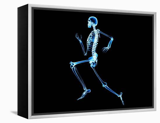 Human Skeleton-PASIEKA-Framed Premier Image Canvas