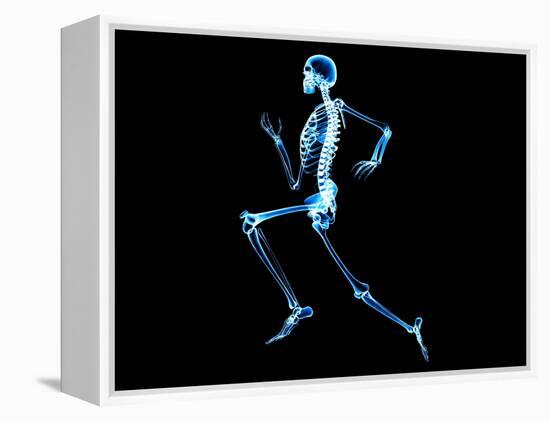 Human Skeleton-PASIEKA-Framed Premier Image Canvas