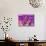Human Skin, Polarised Light Micrograph-Dr. Keith Wheeler-Mounted Photographic Print displayed on a wall