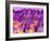 Human Skin, Polarised Light Micrograph-Dr. Keith Wheeler-Framed Photographic Print