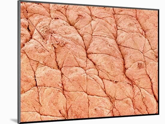 Human Skin-Micro Discovery-Mounted Photographic Print