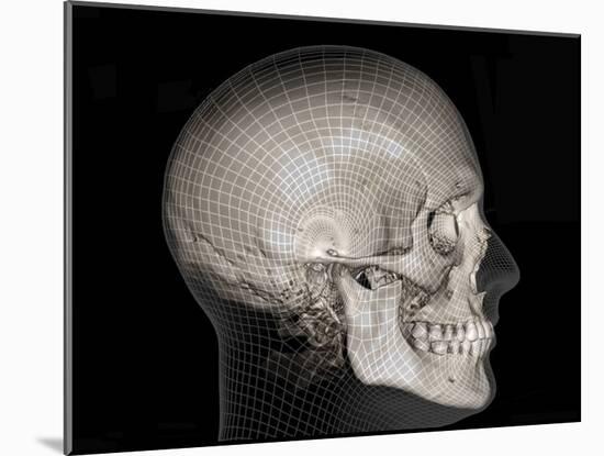 Human Skull, 3D CT Scan-null-Mounted Photographic Print