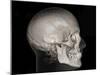 Human Skull, 3D CT Scan-null-Mounted Photographic Print