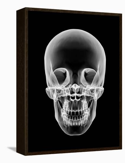 Human Skull, X-ray Artwork-PASIEKA-Framed Premier Image Canvas