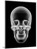 Human Skull, X-ray Artwork-PASIEKA-Mounted Photographic Print