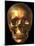 Human Skull-Roger Harris-Mounted Photographic Print