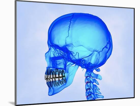 Human Skull-Matthias Kulka-Mounted Giclee Print