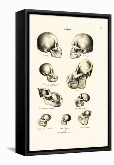 Human Skulls, 1824-Karl Joseph Brodtmann-Framed Premier Image Canvas