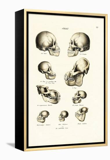 Human Skulls, 1824-Karl Joseph Brodtmann-Framed Premier Image Canvas