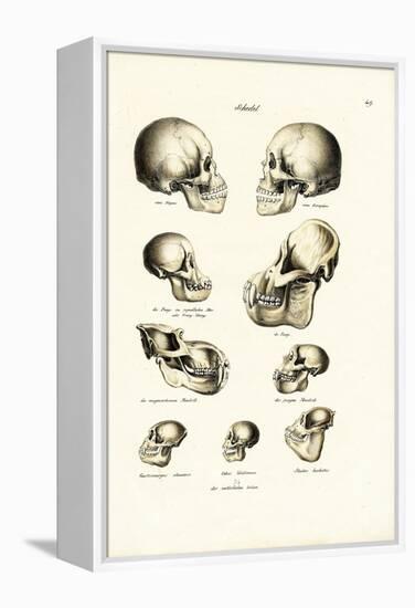 Human Skulls, 1824-Karl Joseph Brodtmann-Framed Premier Image Canvas