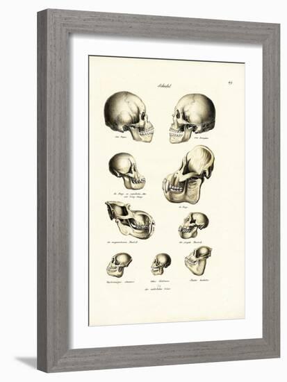 Human Skulls, 1824-Karl Joseph Brodtmann-Framed Giclee Print