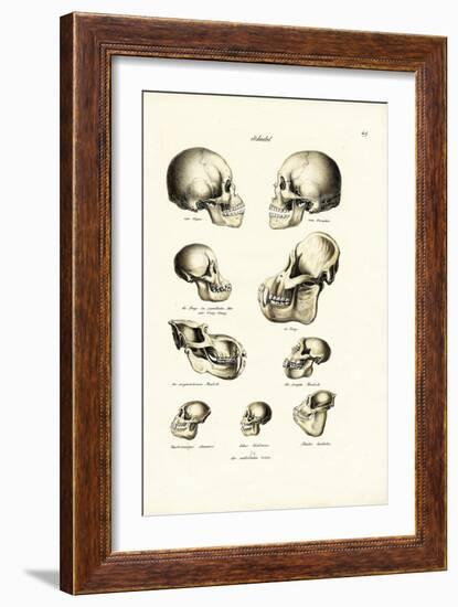 Human Skulls, 1824-Karl Joseph Brodtmann-Framed Giclee Print